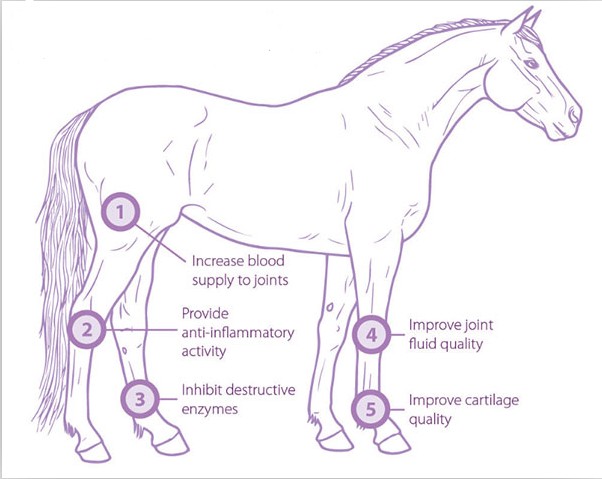 Animales domésticos veterinarios de la fisioterapia los pequeños utilizan la máquina extracorporal de la onda expansiva del caballo de la terapia de la onda de choque equina